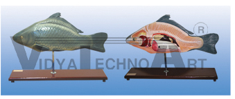 The dissection model of fish